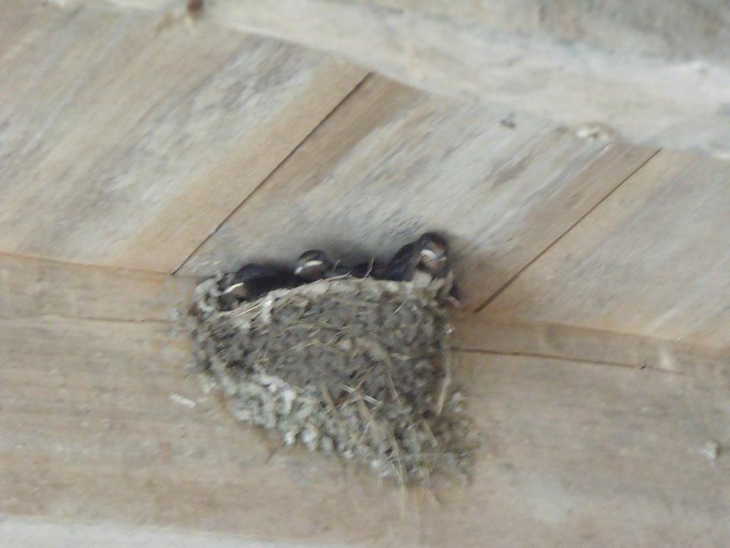 Les Cygnes Noirs Bed & Breakfast Aujac  Ngoại thất bức ảnh